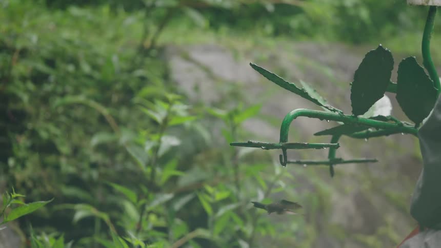 A graceful hummingbird takes flight from a green metal perch and hovers in the gentle rain, captured in beautiful slow motion