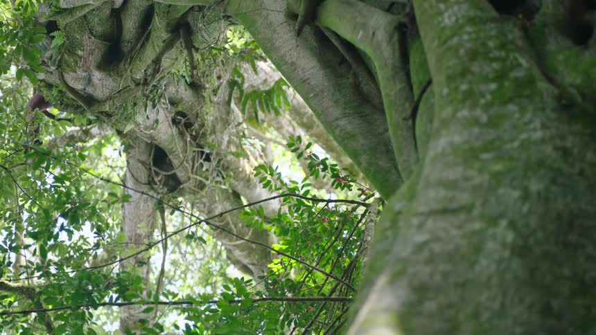 A low-angle slow pan up the enormous trunk and tangled roots of an ancient, moss-covered tree in a lush green forest