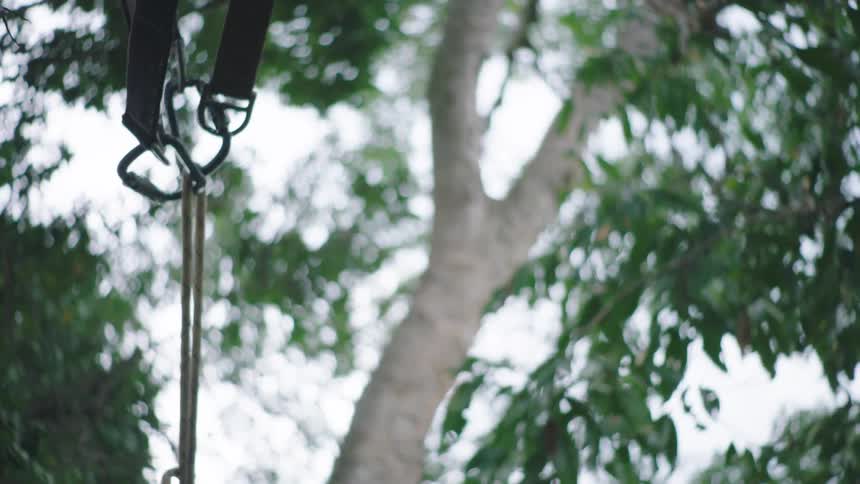 A knotted rope and rigging hangs from a tall tree in a dreamy, soft focus low-angle shot