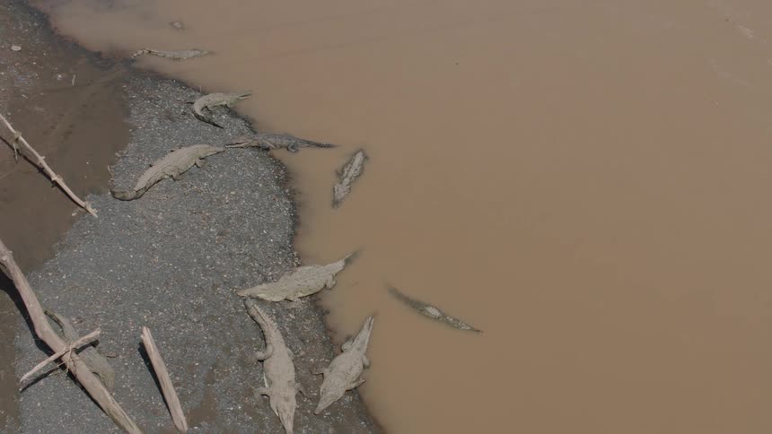 Numerous crocodiles rest and sunbathe on the gravel bank and in the shallow, muddy water of a river below