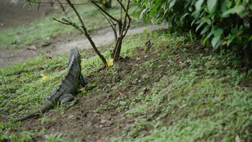 A large grey iguana rests on a dirt and grass hill, looking around and opening its mouth in a lush green environment