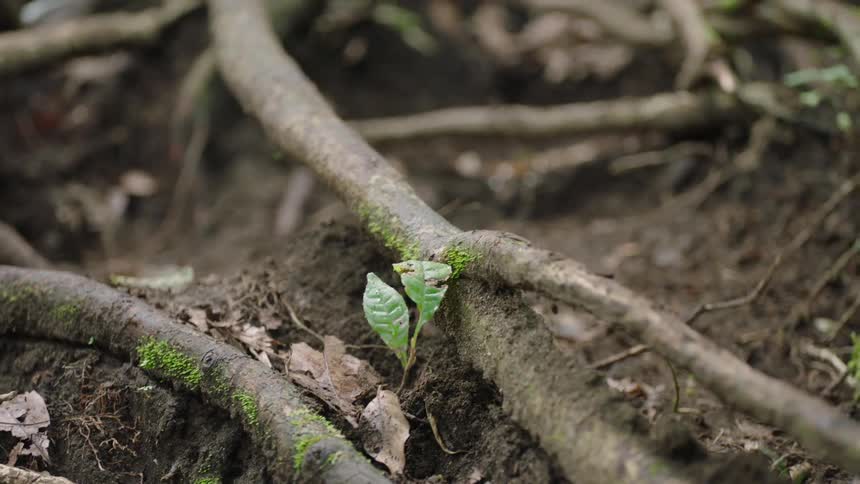A detailed rack focus shot reveals mossy tree roots and the base of a trunk in a lush green forest