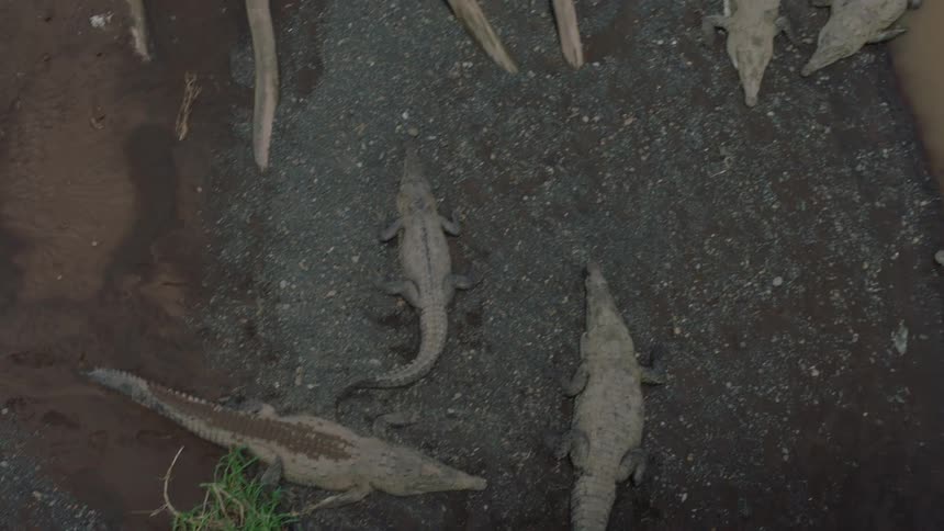 Overhead aerial view rises over a large congregation of American crocodiles resting on a muddy and polluted riverbank