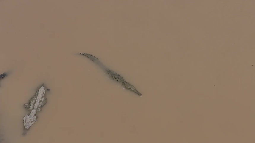 An aerial top-down view of a large American crocodile swimming slowly through the murky brown water of a river