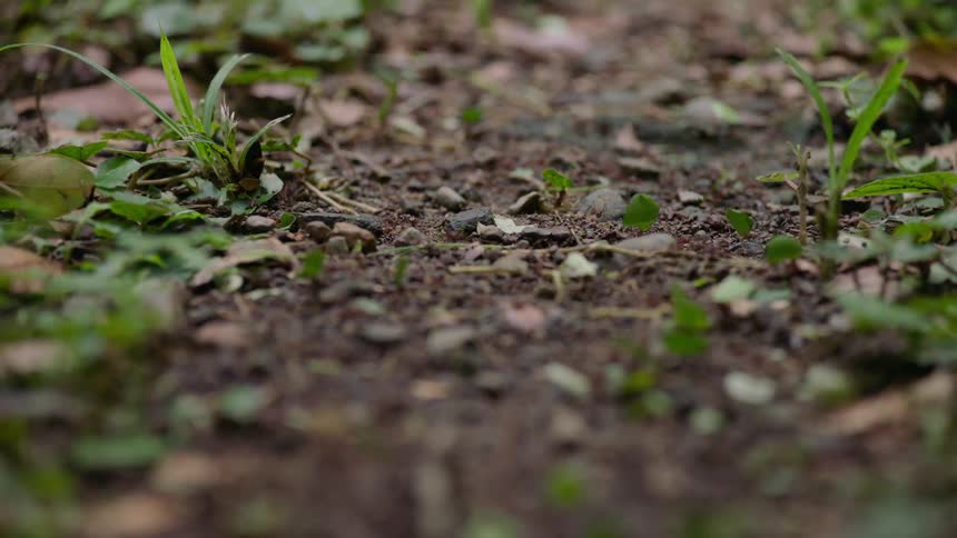 A colony of leafcutter ants marches in a line, carrying fragments of green leaves across the forest floor