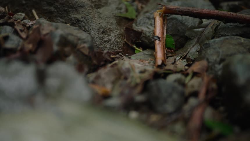 A colony of leaf-cutter ants marches across a rocky forest floor, diligently carrying pieces of green leaves back to their nest