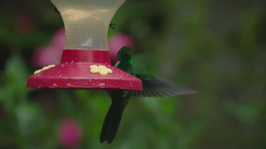 A vibrant green hummingbird with iridescent feathers drinks from a feeder in a lush garden, filmed in mesmerizing slow motion