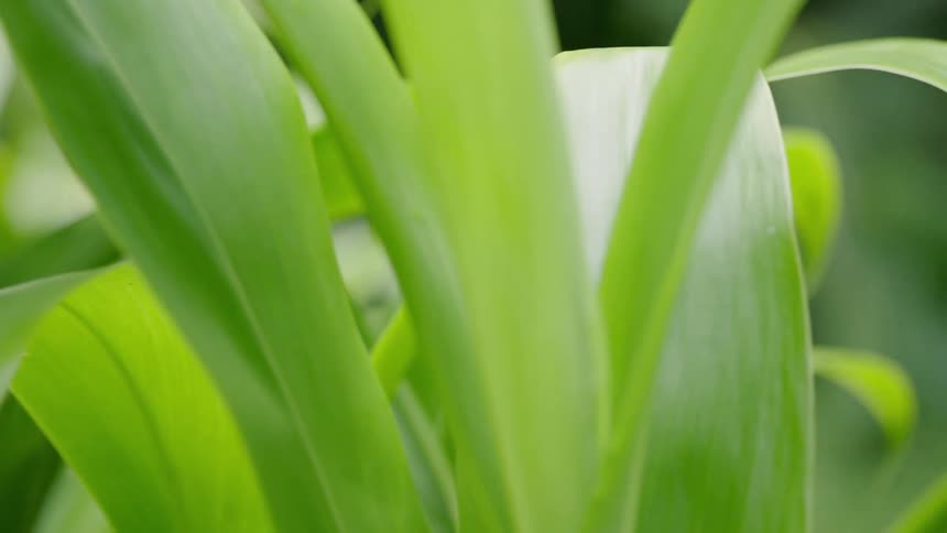 Two grasshoppers mate on a large vibrant green leaf in a lush garden environment