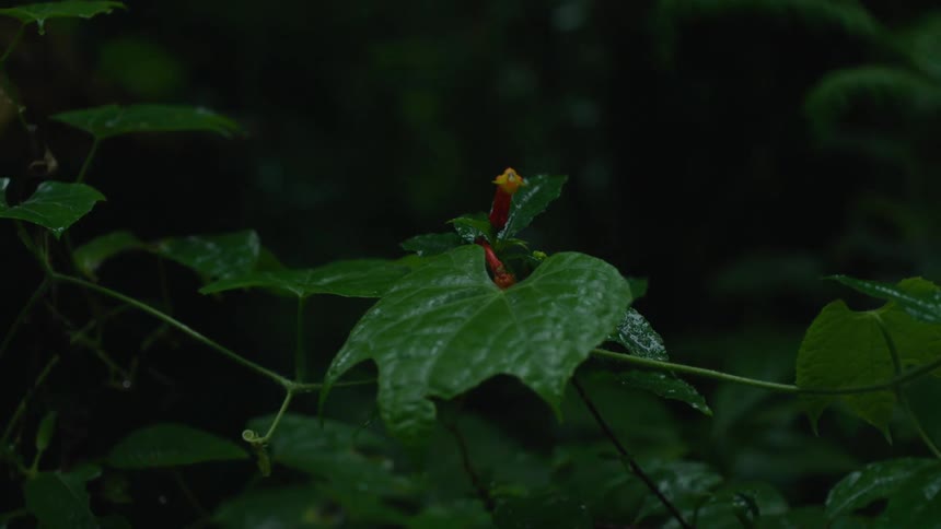 A close-up shot of a small red and yellow flower bud on a wet vine in a dark, lush forest during a gentle rain shower