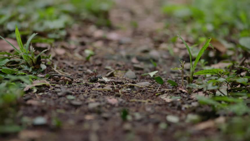 A busy trail of leafcutter ants marches in a line, each carrying a piece of a green leaf through the forest undergrowth