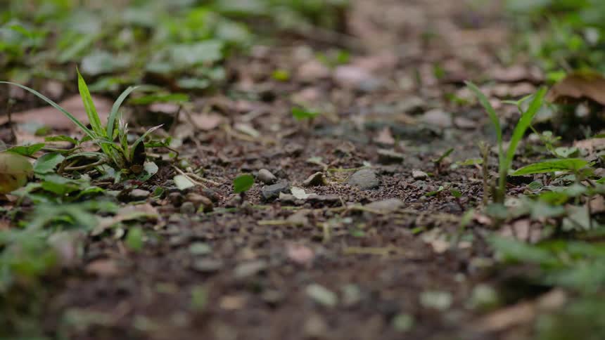 A colony of leafcutter ants carry pieces of green leaves along a dirt path in the jungle