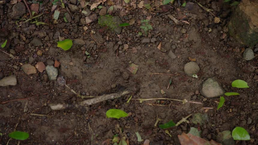 A colony of leafcutter ants marches in a line, carrying green leaf fragments along a dirt path