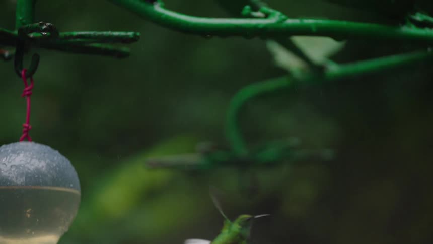 A slow-motion close-up reveals a flock of hummingbirds gracefully feeding from a hanging dispenser in the rain