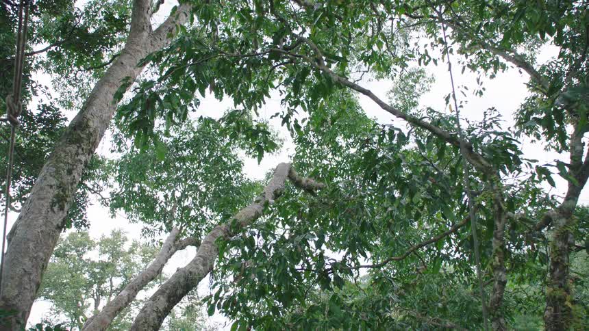 A low-angle view looking up at the leafy green branches of tall trees in a tranquil forest on an overcast day