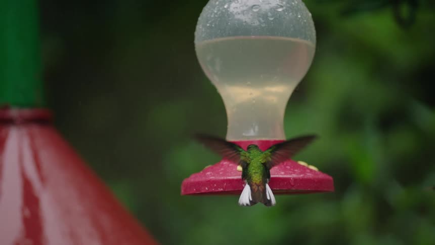 A vibrant green hummingbird hovers in slow motion, drinking from a feeder as rain gently falls in a lush forest setting