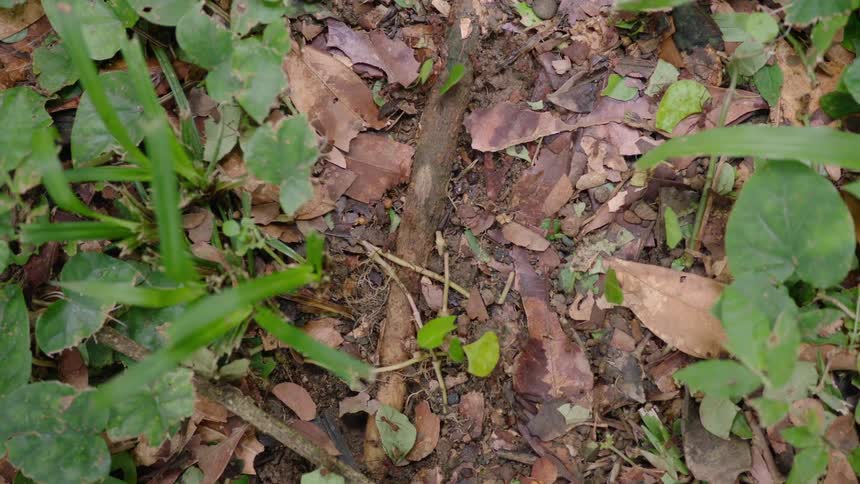 A busy trail of leafcutter ants marches in a line, diligently carrying pieces of green leaves through the forest undergrowth