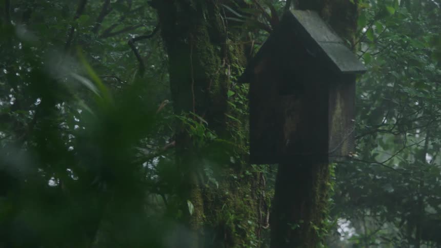A majestic green Resplendent Quetzal peeks out of a wooden nesting box before retreating inside, nestled on a mossy tree in a misty rainforest