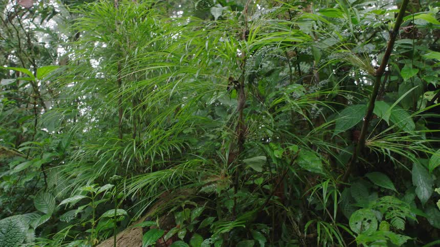 Panning shot through the dense, wet, and vibrant green foliage of a tropical rainforest