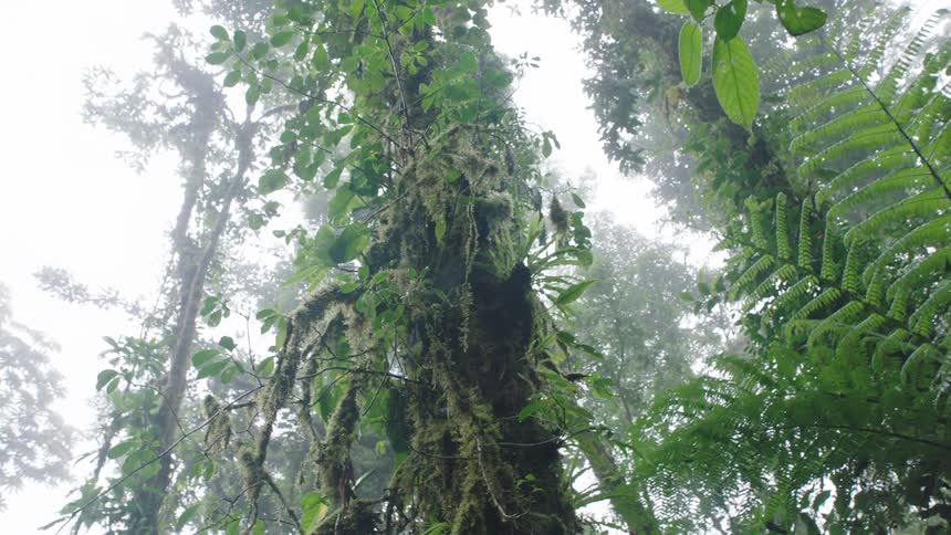 A slow pan reveals the lush, moss-covered canopy of a misty tropical rainforest with giant ferns