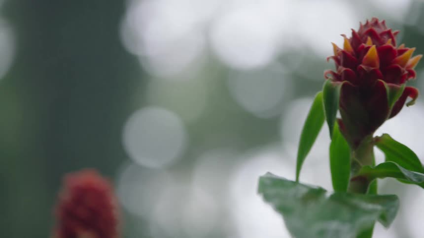 A slow pan reveals beautiful red and yellow tropical ginger flowers in a lush, out-of-focus garden