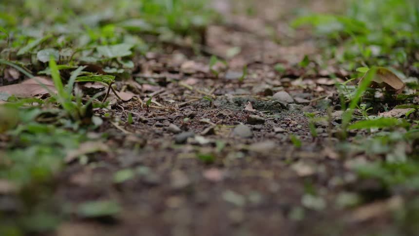 A rack focus reveals a long line of leafcutter ants carrying pieces of leaves along a trail on the forest floor