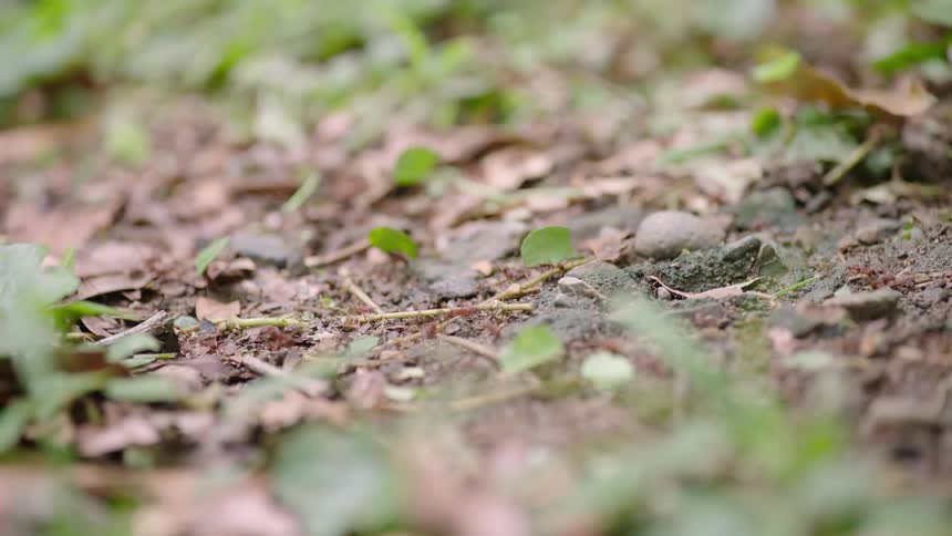 A long line of leafcutter ants diligently march across the forest floor, each carrying a piece of a green leaf back to their colony