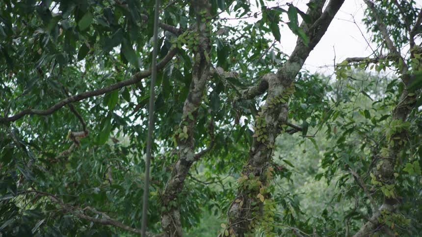 A slow pan reveals the gnarled, vine-covered branches of a tree in a lush green forest on a cloudy day