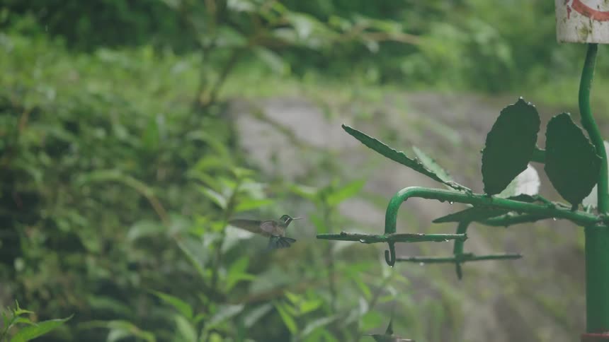A tiny hummingbird takes flight in stunning slow motion from a perch in a lush green garden during a gentle rain shower