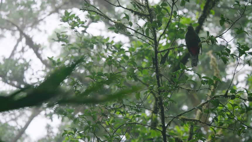 A beautiful Quetzal bird with vibrant plumage perches on a tree branch amidst the gentle rain of a misty cloud forest