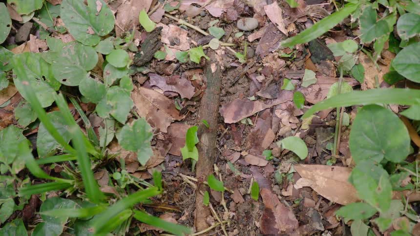 A high-angle view shows a colony of leafcutter ants marching in a line as they carry green leaf fragments along a path on the forest floor