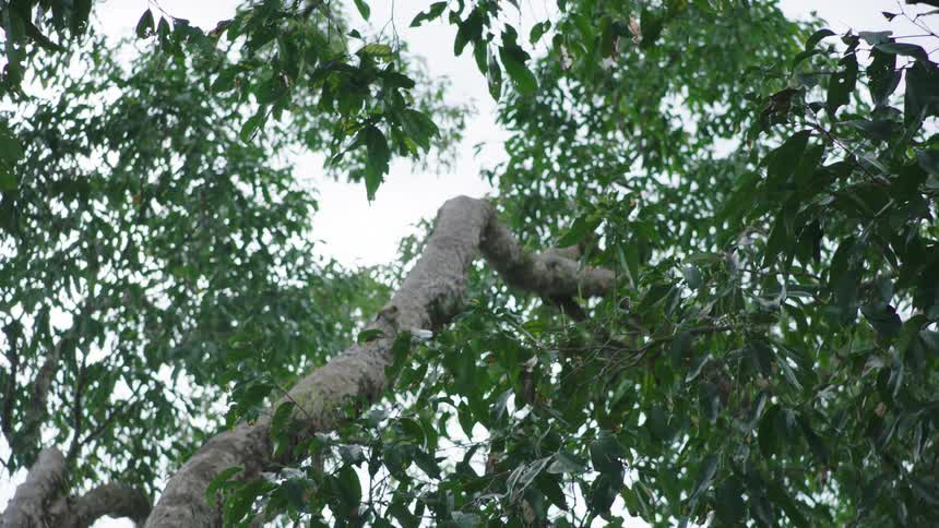 A slow, low-angle pan reveals the lush green leaves and branches of a jungle tree against the bright sky