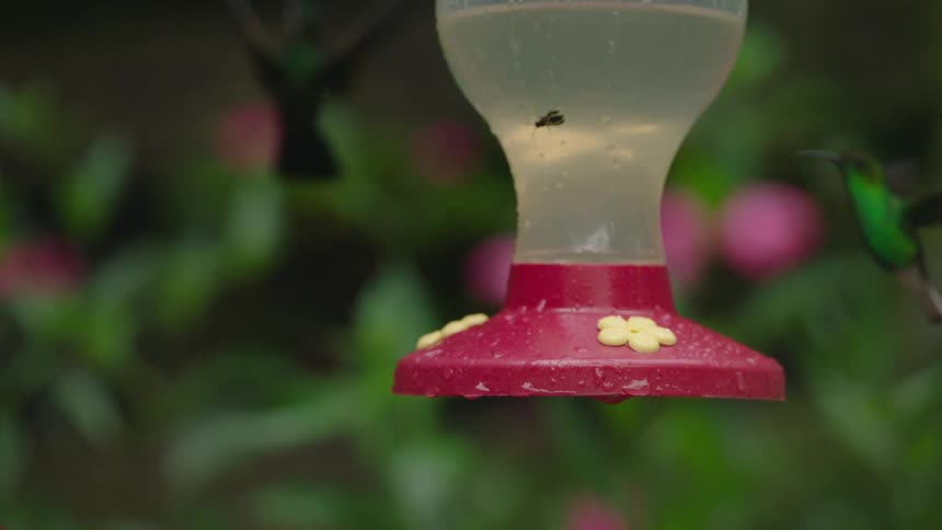 Vibrant hummingbirds feed from a bird feeder in slow motion with a trapped wasp inside against a lush floral background