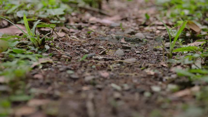 A slow pull-focus shot reveals a colony of leafcutter ants marching along a dirt path, carrying pieces of green leaves on the forest floor