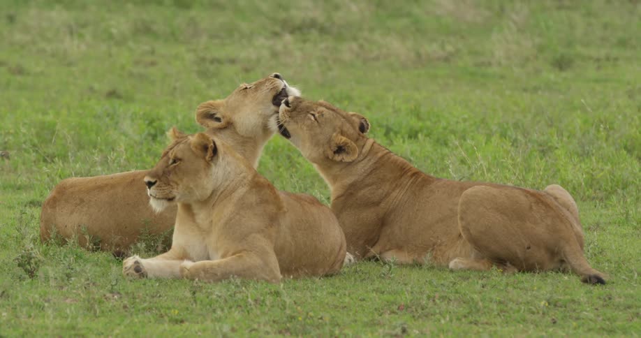 Lionesses licking and grooming each other