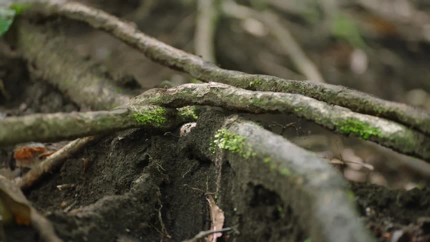 Close-up slow motion shot of intricate tree roots with green moss in a lush forest
