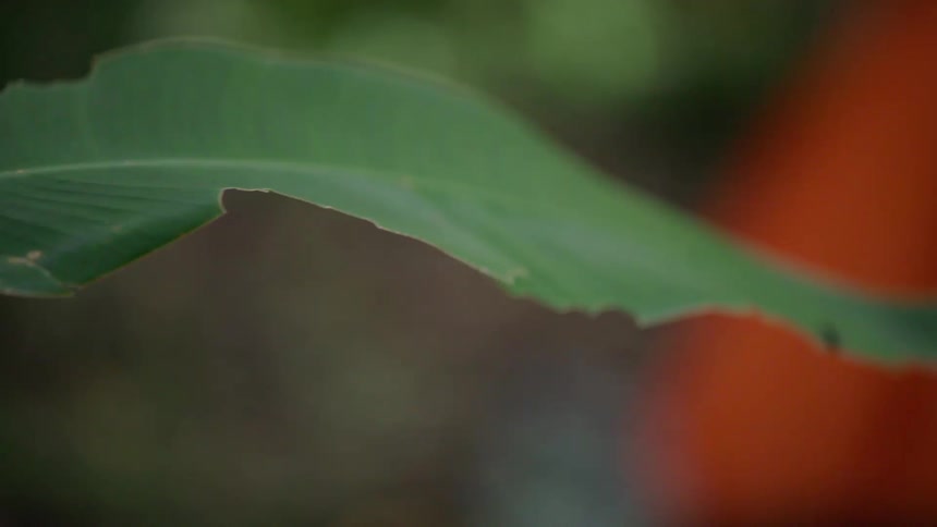 A slow-motion reveal shot focuses on a vibrant green leaf with a small ant, set against the backdrop of an orange tent in a lush jungle campsite