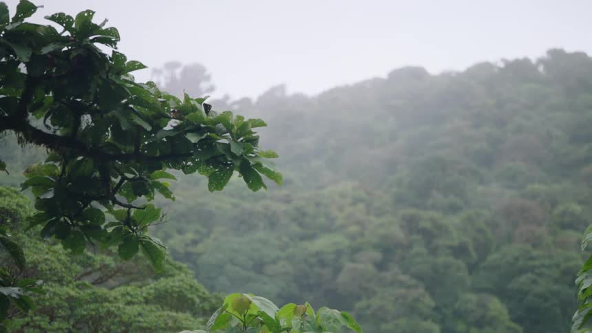 A view of the lush, green jungle canopy on a mountainside shrouded in a thick layer of fog