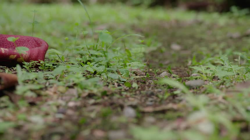 A low-angle rack focus shot reveals a busy trail of leafcutter ants carrying green leaf fragments across the jungle floor
