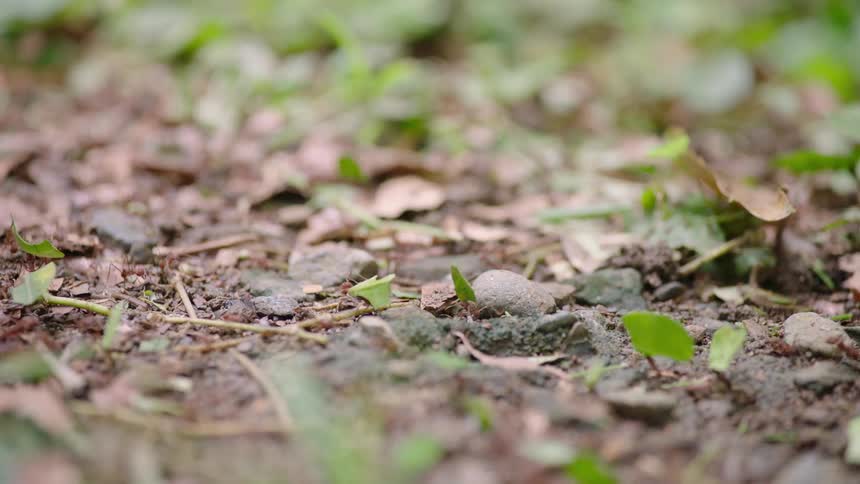 A colony of leafcutter ants marches in a line across the forest floor, each diligently carrying a piece of a green leaf