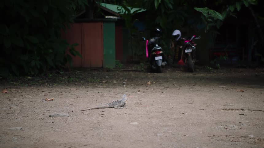 A wild iguana rests on a dirt path in front of parked scooters in a lush, tropical environment