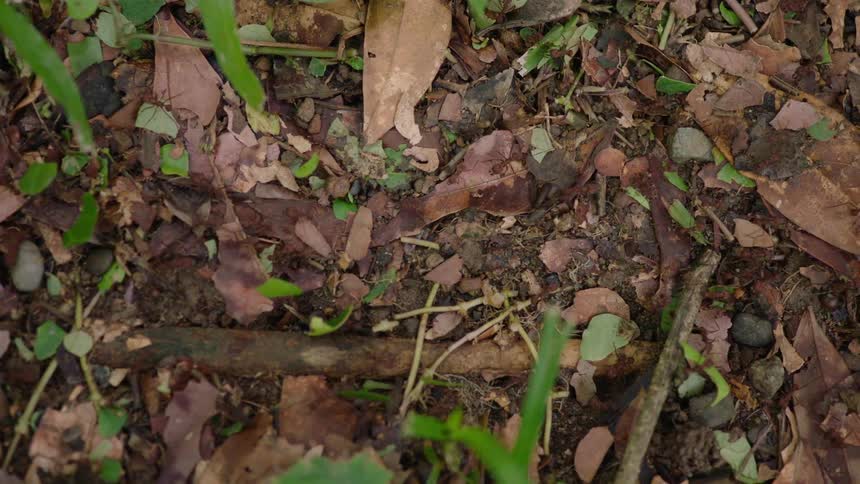 A colony of leafcutter ants diligently march in a line across the forest floor, carrying pieces of green leaves