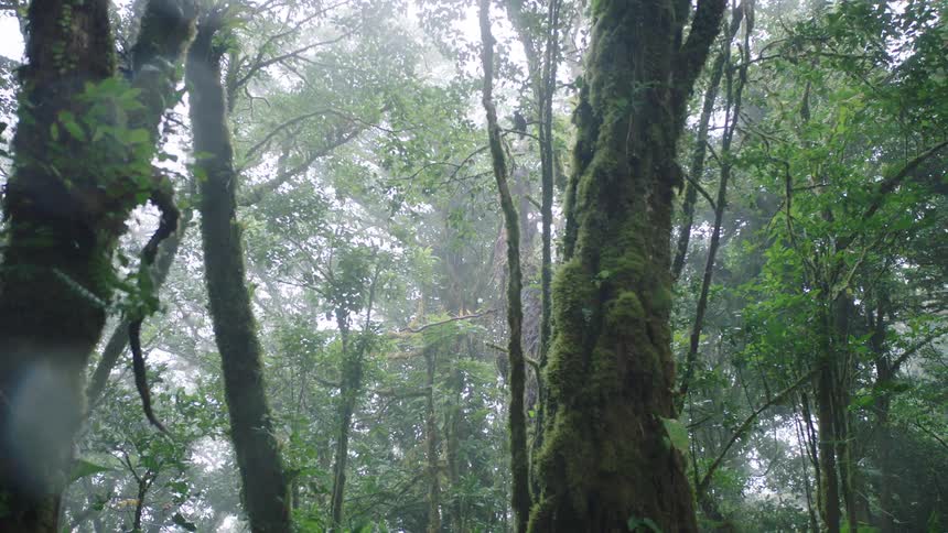 Misty fog drifts through a lush, green rainforest with ancient, mosscovered trees