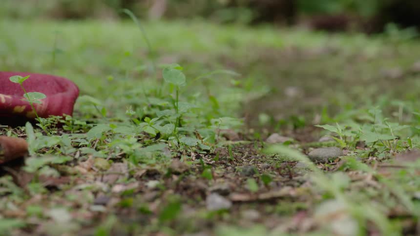 A colony of leaf-cutter ants diligently carries green leaf fragments along a well-trodden path on the forest floor