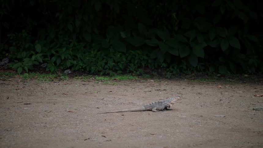 A large grey iguana slowly crosses a dirt path at the edge of a dark, lush green jungle