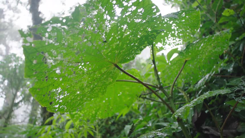 A hiker's hand gently touches a large green leaf riddled with holes in a lush, foggy rainforest