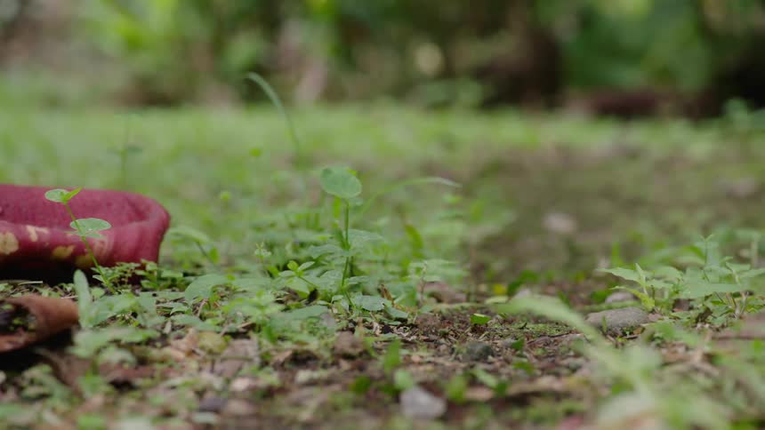 A colony of leafcutter ants marches in a single file line carrying leaf fragments along a path on the forest floor