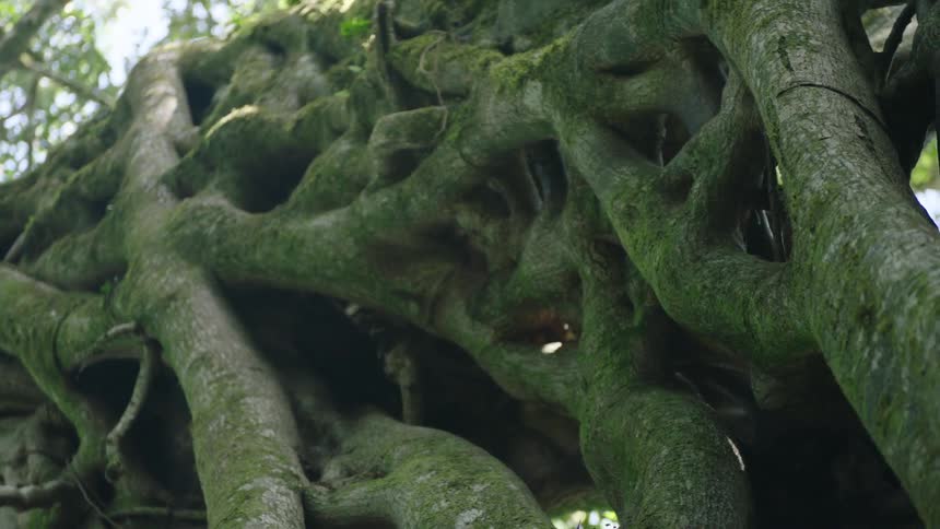 A slow, low-angle pan along the massive, moss-covered, and tangled roots of an ancient tree in a lush forest