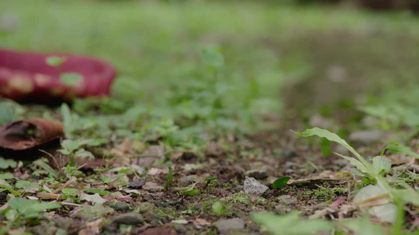 A colony of leafcutter ants marches in a line across the forest floor, each carrying a piece of a green leaf