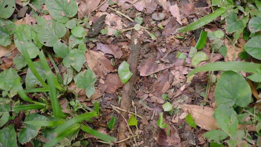 A column of leafcutter ants marches across the forest floor, each carrying a small piece of a green leaf back to their colony