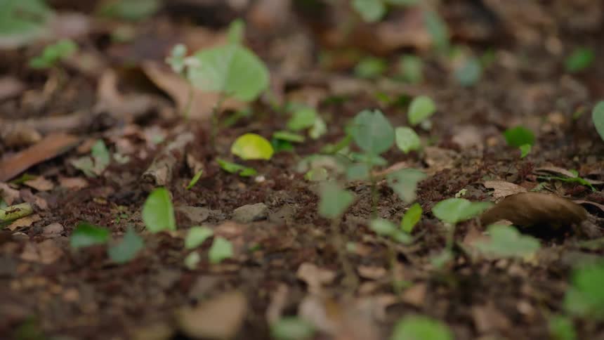 A panning close-up shot follows a long line of leaf-cutter ants carrying green leaf pieces across the forest floor